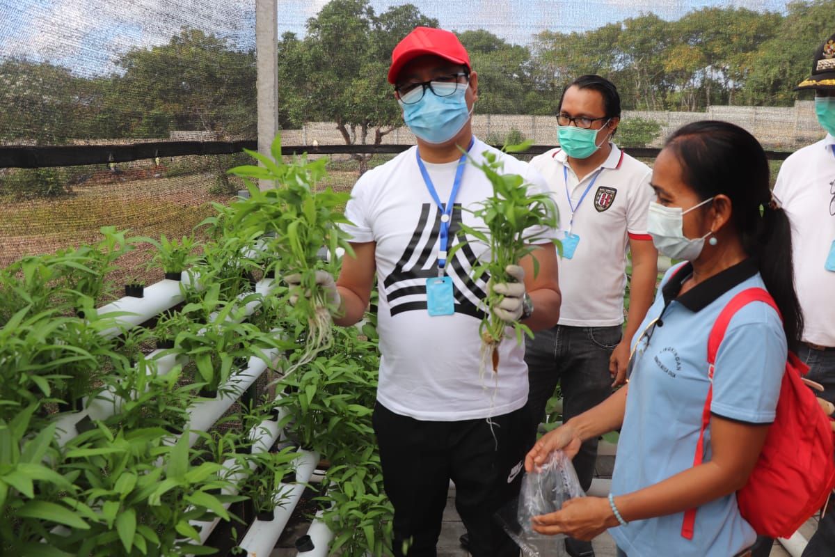 podiumnews.com-Wabup Badung Apresiasi Masyarakat Laksanakan Urban Farming